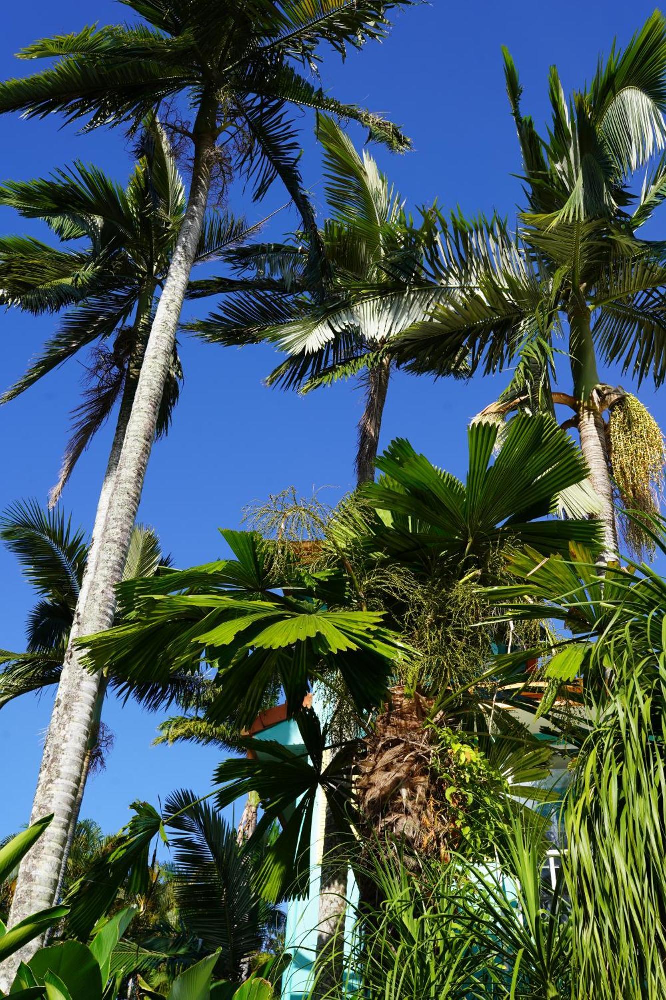 Casa Papaya Adults Only Apartment Port Douglas Extérieur photo